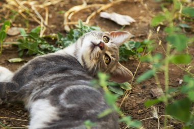 Cute baby cat playing in the garden