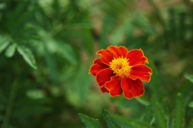 Beautiful French marigold on blurred green natural background