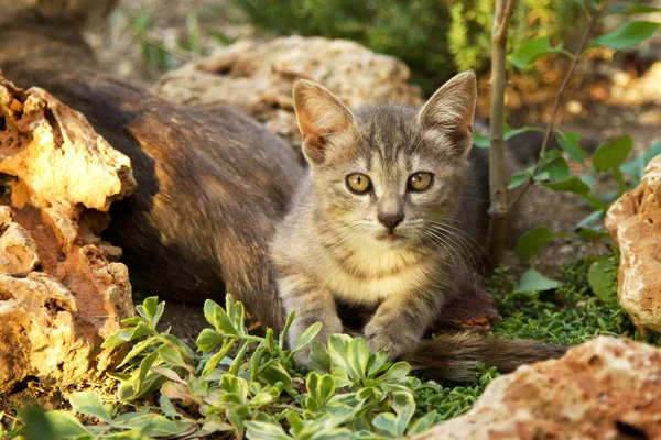 Lindo Bebé Gato Jardín —  Fotos de Stock