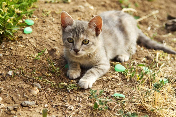 Cute Baby Cat Garden — Stock Photo, Image