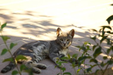 Bahçedeki sevimli kedi yavrusu