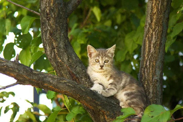 Lindo Bebé Gato Árbol —  Fotos de Stock