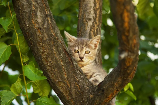 Симпатичная Кошка Дереве — стоковое фото