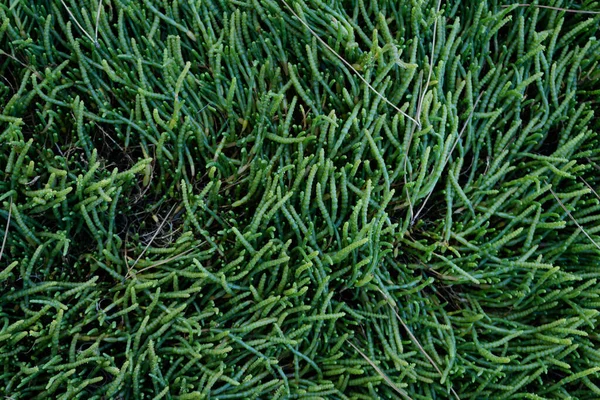 Yeşil çimen arka planı. Fotoğraf Toja 'da çekildi..