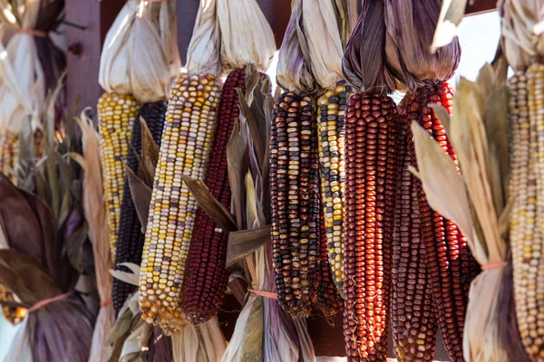 Autumn Indian Corn — Stock Photo, Image