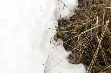 Kar altında soluk çimen. 