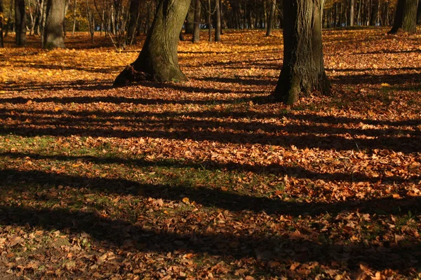 Vanha puisto syksyllä . — kuvapankkivalokuva