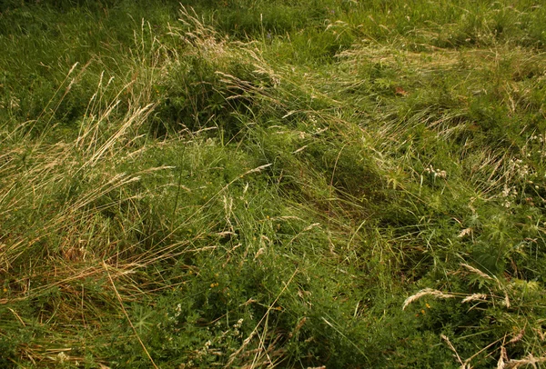 Hierba verde salvaje . — Foto de Stock
