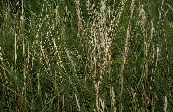 野生の高い緑と黄色の草. — ストック写真