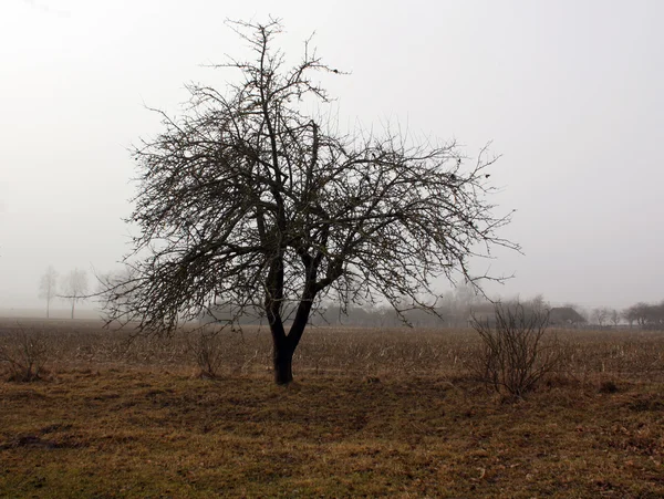 Старая яблоня и туман осенью . — стоковое фото