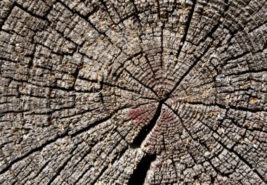 Eski ahşap günlük doku.