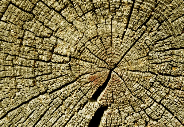 Textura de madeira velha log . — Fotografia de Stock