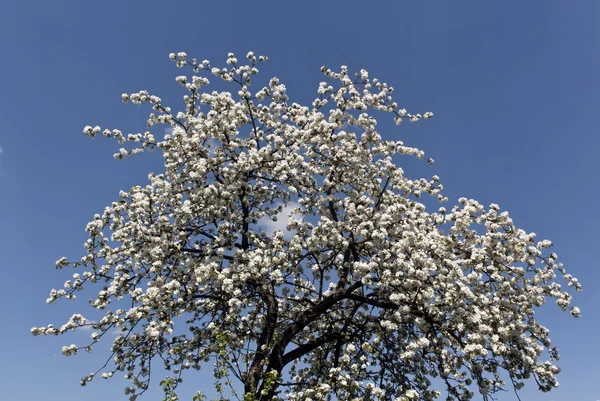 Pommier en fleurs contre le ciel bleu . — Photo