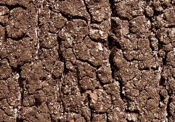 Textura de corteza de árbol viejo. —  Fotos de Stock