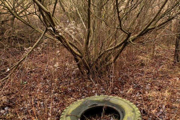 Staré pneumatiky v lese. — Stock fotografie