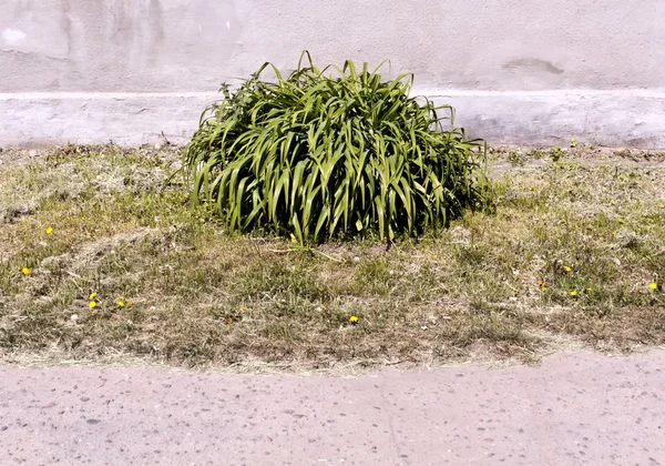 शहरी परिस्थितियों में ग्रीन फूल पत्ते . — स्टॉक फ़ोटो, इमेज