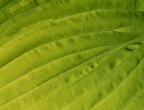 Zielony liść powierzchni. — Zdjęcie stockowe