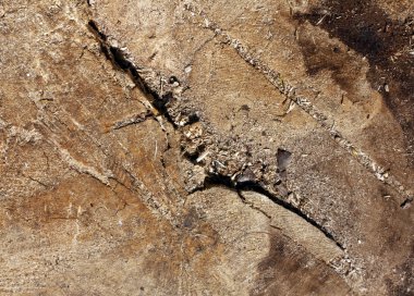 Doku soyut ağaç kesmek