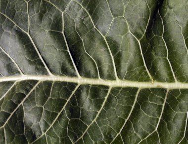 soyut yeşil yaprak dokusu.