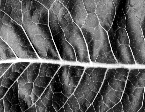 Abstract black and white leaf texture.