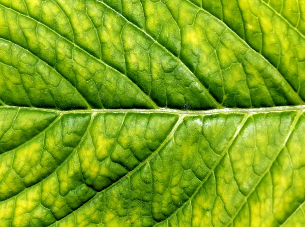 Abstract green leaf texture. — Stock Photo, Image