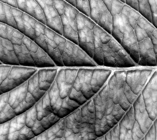 抽象的な黒と白の葉のテクスチャー. — ストック写真