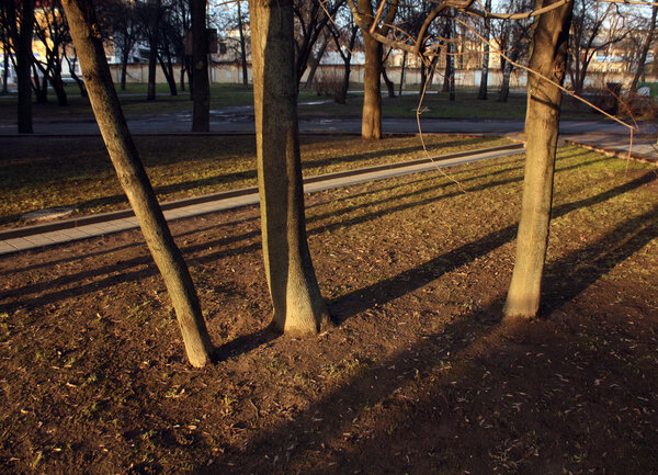 Young trees and their shadows in park. Natural background and scene.