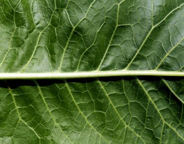 yeşil yaprak yüzeyi. 