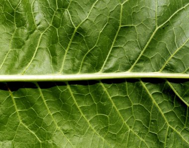 yeşil yaprak yüzeyi. 