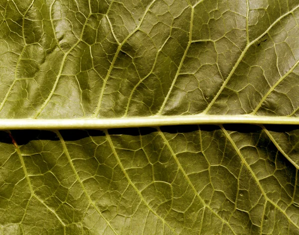 Zielony liść powierzchni. — Zdjęcie stockowe