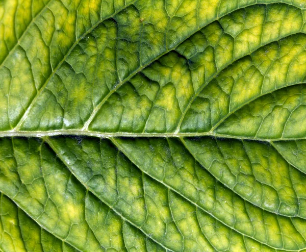 Green leaf surface. — Stock Photo, Image