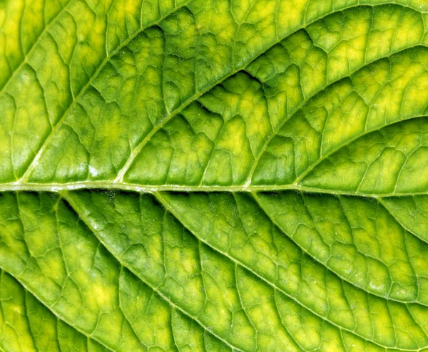 Зелений лист поверхні . — стокове фото