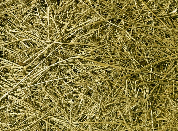 Textura de hierba seca. — Foto de Stock