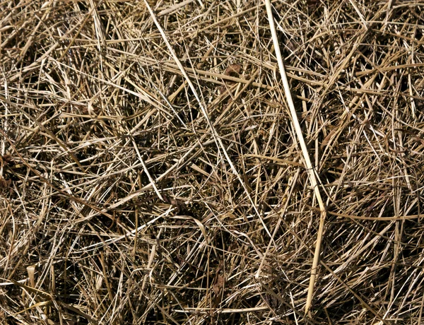 Tørr, falmet gressstruktur . – stockfoto