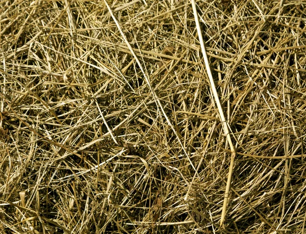 Textura de hierba seca descolorida . — Foto de Stock