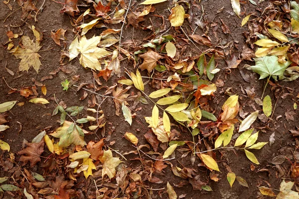 Сухе Опале Листя Землі Сезонний Фон — стокове фото