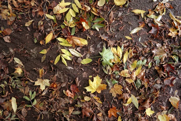Сухе Опале Листя Землі Сезонний Фон — стокове фото