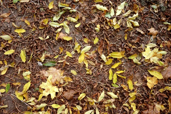 地上には様々な落ち葉があります 季節の背景と眺め — ストック写真