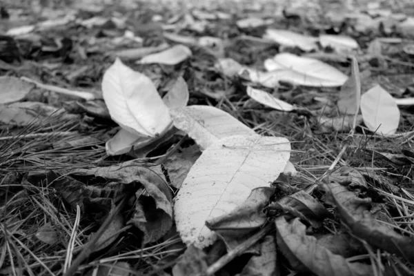 各种落叶在地面上的特写 季节背景和观点 — 图库照片