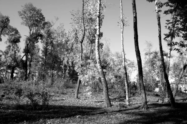 秋の公園の木 季節の背景と眺め — ストック写真