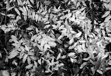 Yere düşen çeşitli yapraklar. Mevsimlik arkaplan ve görünüm                        