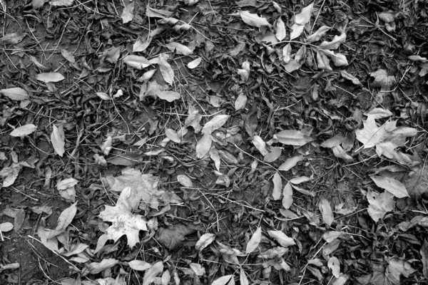 낙엽이 떨어졌다 계절적 배경과 — 스톡 사진