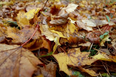 Parkta düşen yapraklar. Mevsimlik arkaplan ve görünüm.                                 