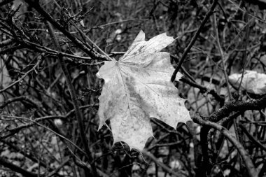 Yalnız akçaağaç yaprağı düştü. Mevsimlik arkaplan               