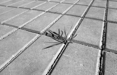 Çimen yayı kaldırım yolunda büyüyor. Kavramsal arkaplan