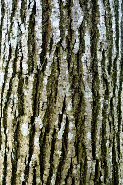 Textura Casca Árvore Antecedentes Padrões Para Design Ideias — Fotografia de Stock