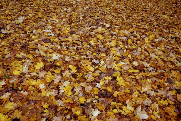 Tapis Feuilles Tombées Fond Saisonnier Automne — Photo