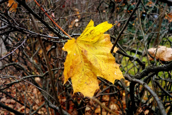 Hoja Caída Del Árbol Arce Solitario Fondo Estacional —  Fotos de Stock