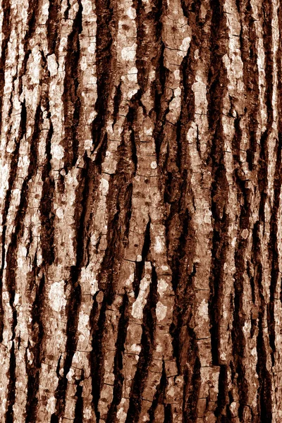 Tree Bark Texture Background Pattern Design Ideas — Stock Photo, Image