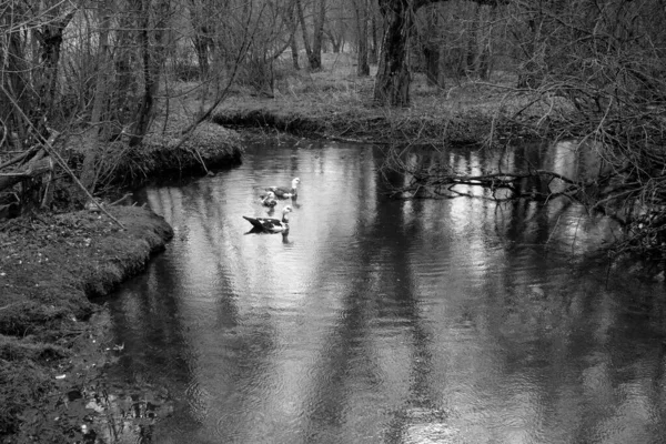 Naturalny Staw Parku Kaczkami Naturalne Tło Scena — Zdjęcie stockowe